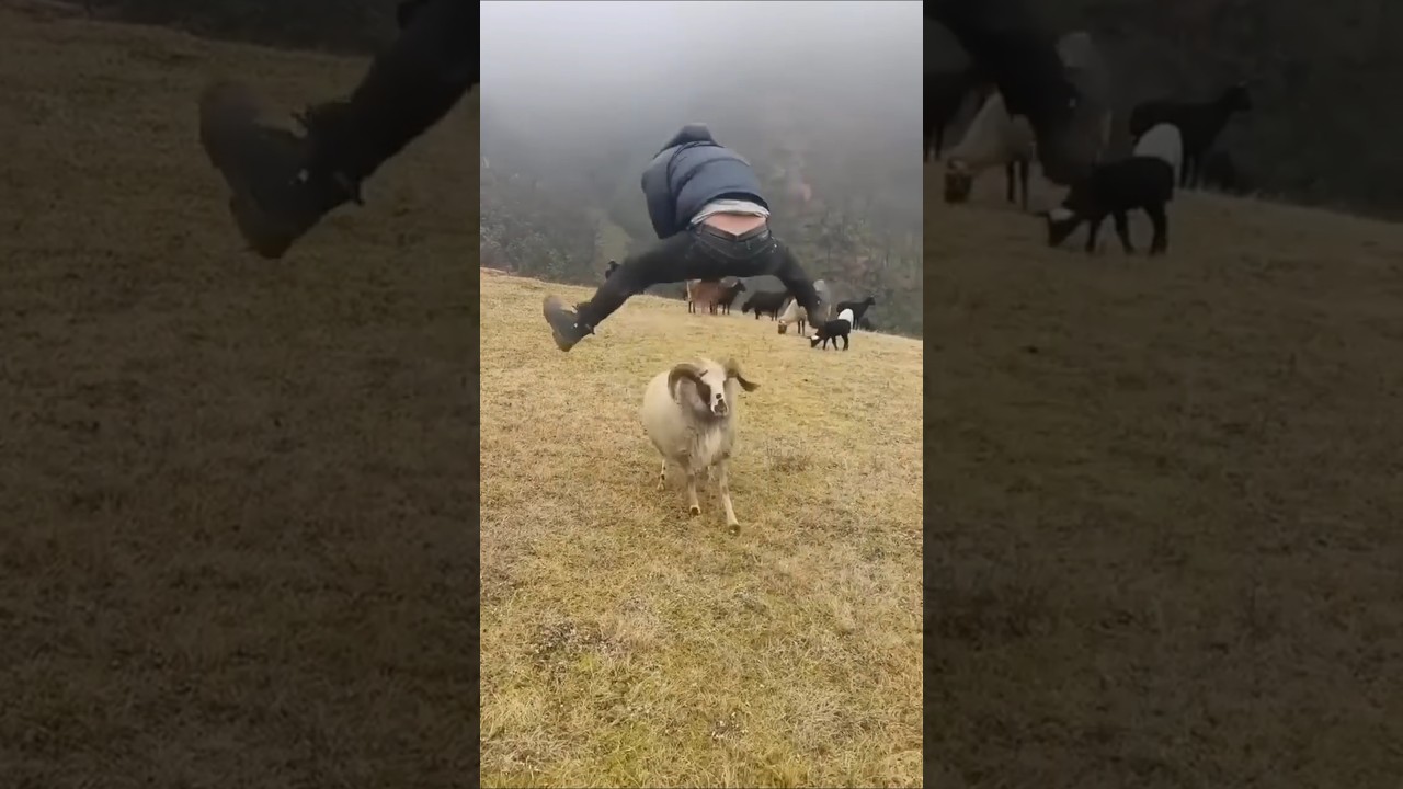 Insane jump over the mountains goat 😳 #shorts #insane #actor #jump #play #animal #goat #viral