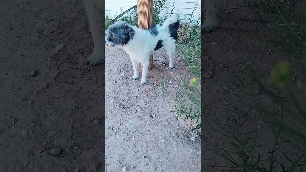 es que gast 🐈 y yo somos g&eacute;minis. aguante soporte para aquellos que no los quieren 😜