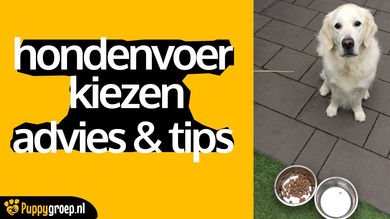 Hondenvoer kiezen? Advies en tips rondom vers vlees & brokken van voedingsdeskundige Lotte Botter