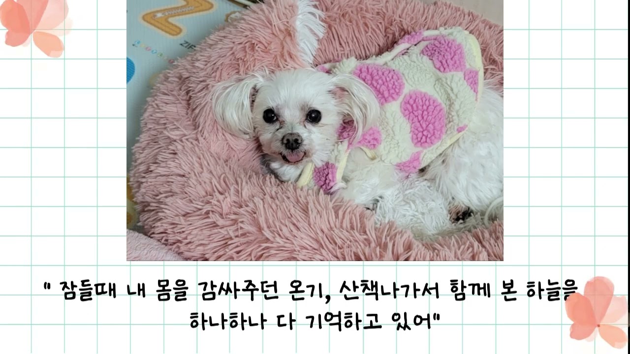 조이