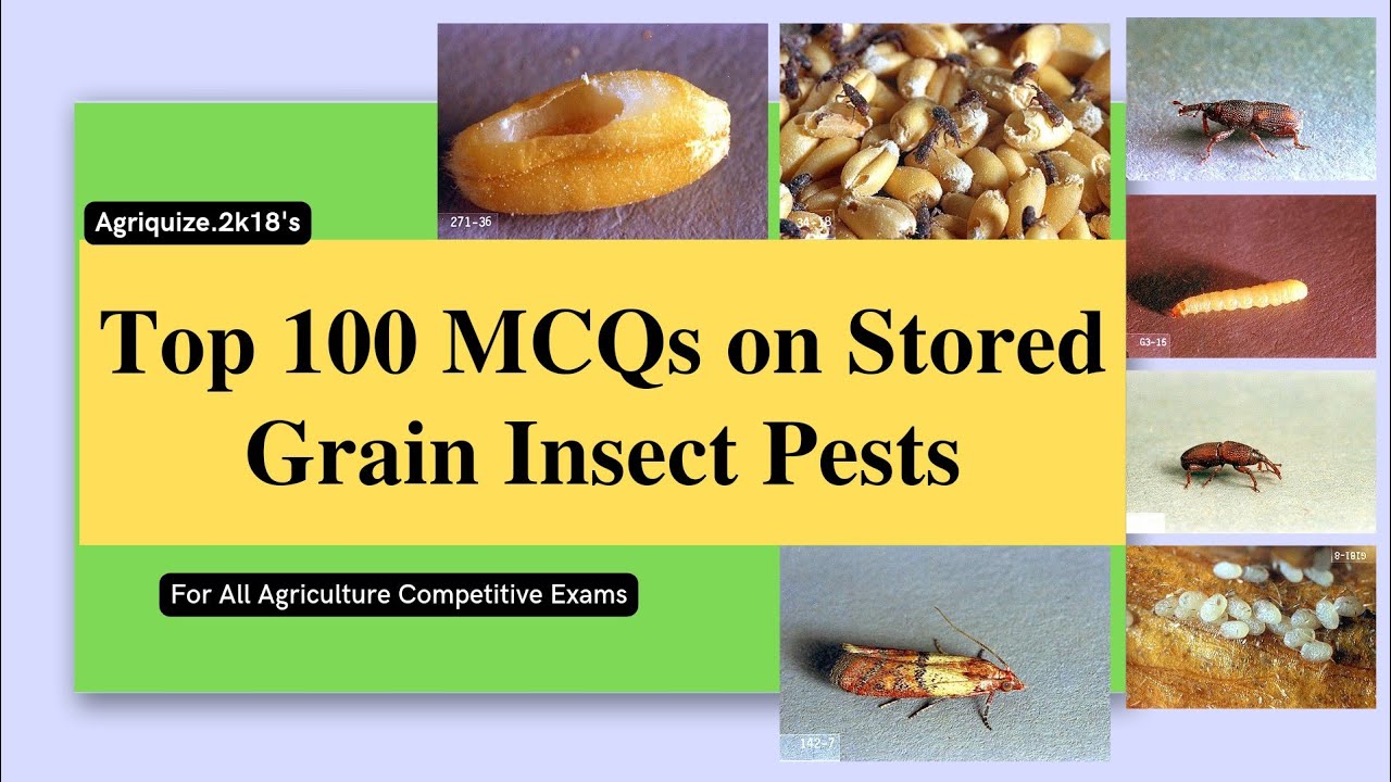 Top 100 MCQs on Stored Grain Insect Pests