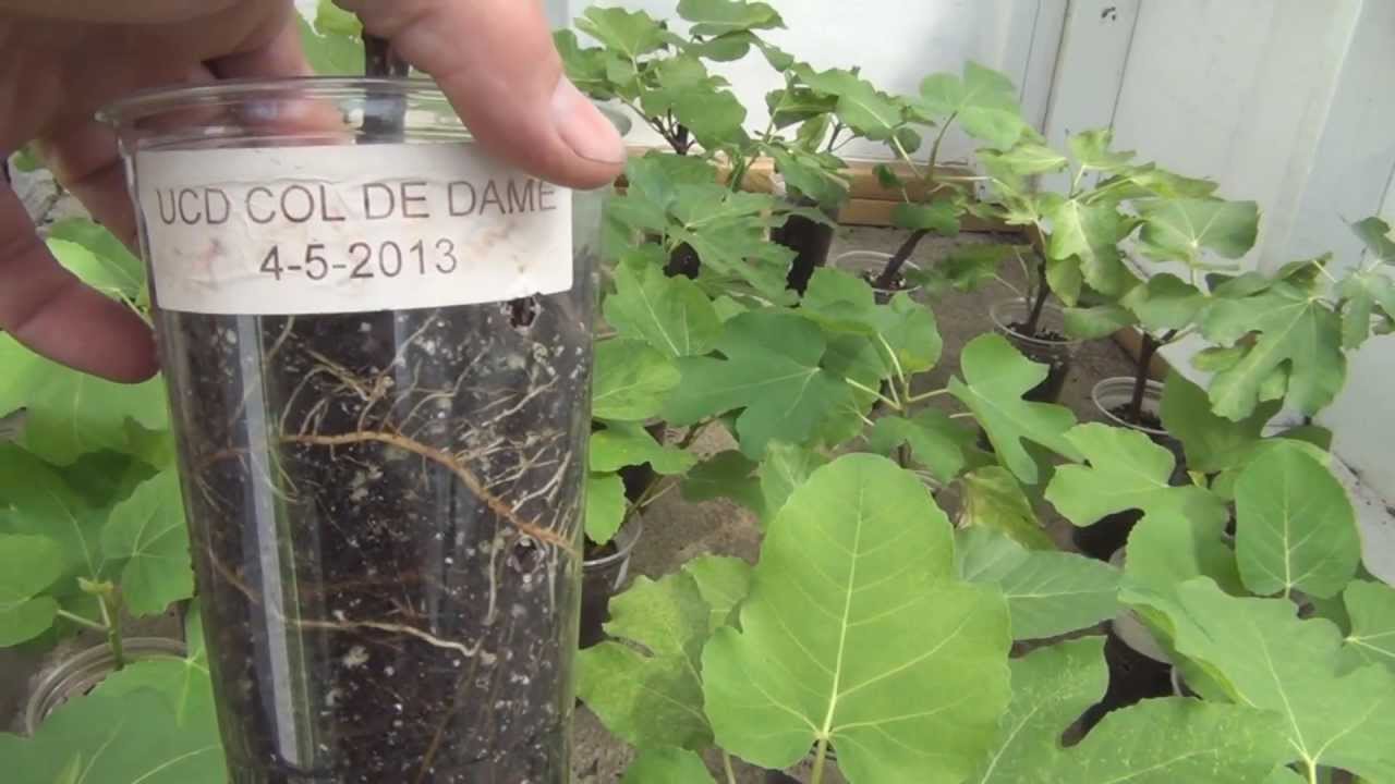 Fig tree root development progress and up potting
