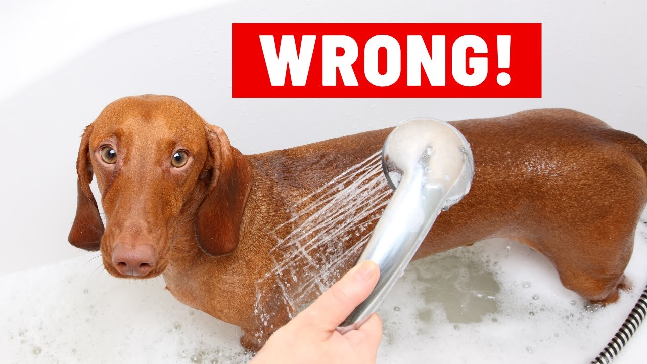 Stinky Dog? This Simple Solution Will Keep Dog Smelling Good (Once and For All)