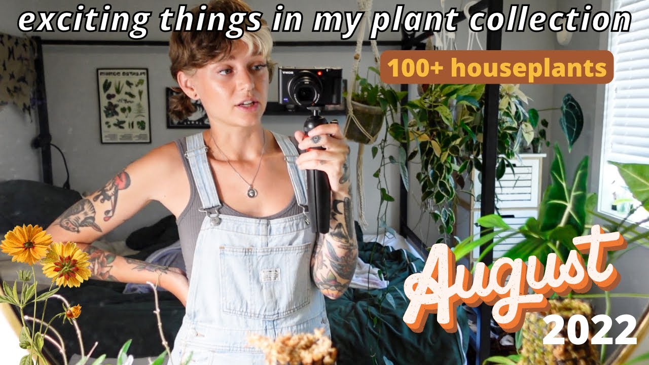plant wall update, new plant, moving plants around, + more! august houseplant highlights 🌞