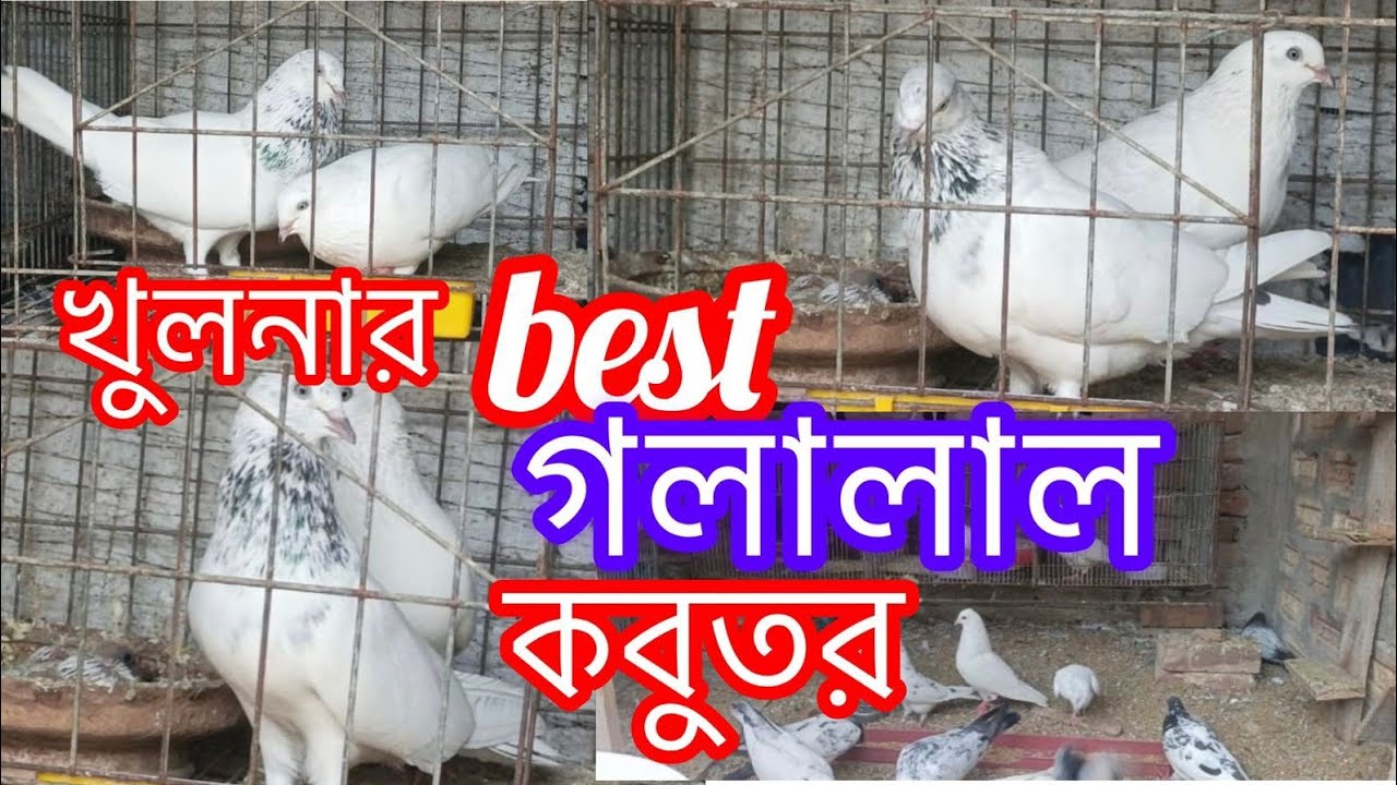 খুলনার Best গলালাল কবুতর|| Highflying pigeon by Bangladesh|| Khulna pigeons universe ||