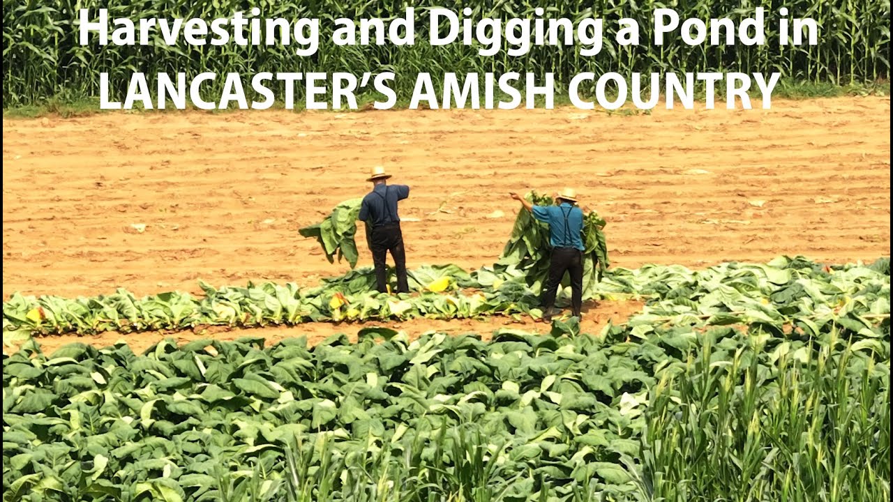 AMISH COUNTRY-Harvesting Tobacco and Alfalfa and Digging a Pond