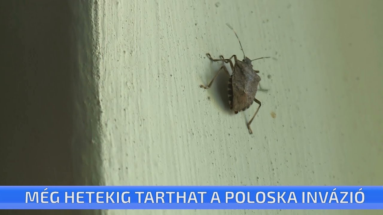 Még hetekig tarthat a poloska invázió