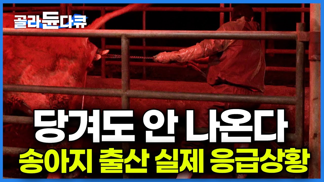어미는 고통스러워하는데.. 골반에 걸려 나올 생각이 없는 송아지. 제작진까지 동원된 실제 응급상황ㅣ송아지 분만 과정ㅣPD로그ㅣ#골라듄다큐