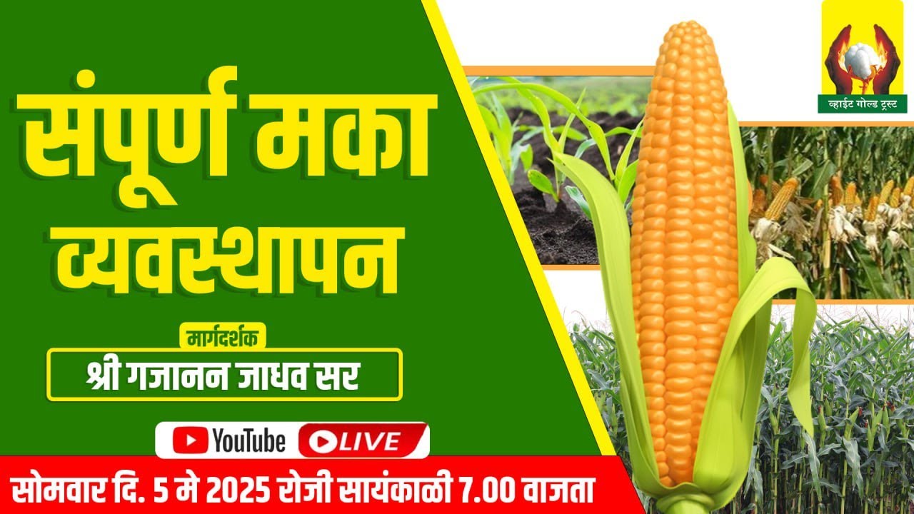 संपूर्ण मका व्यवस्थापन