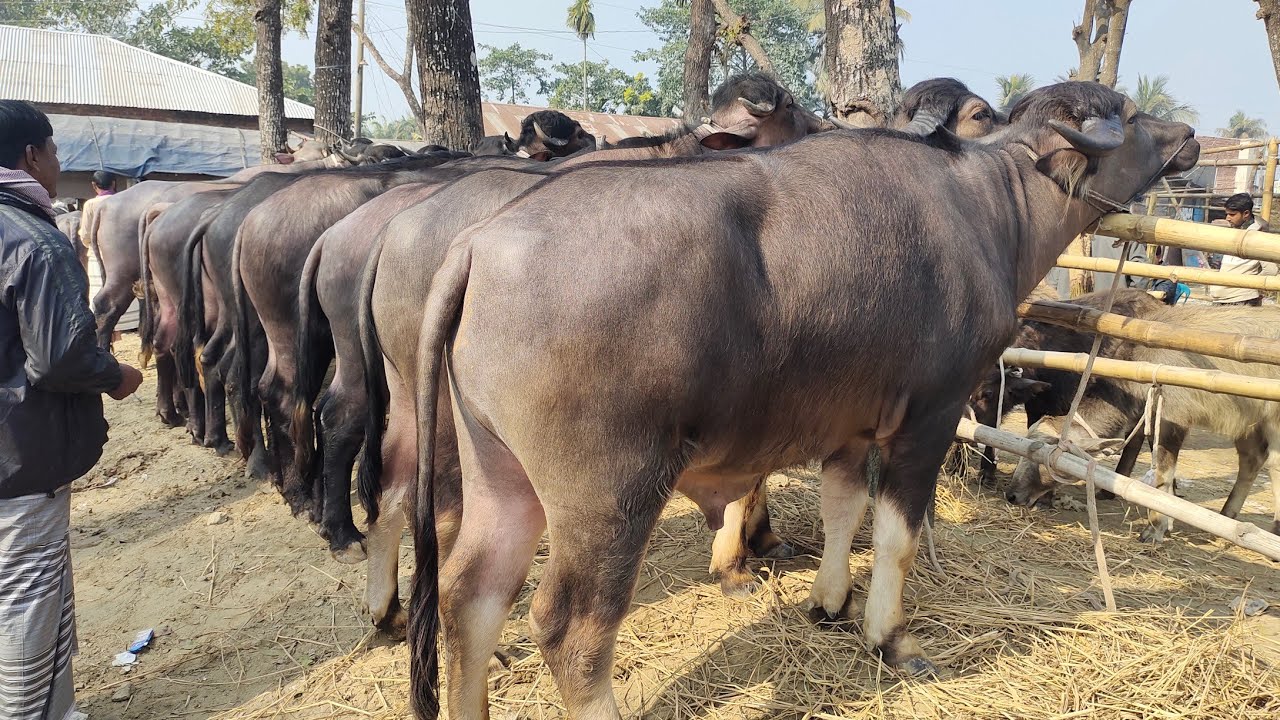 ২৭/১/২৬/মাঝারি খামারের উপযোগী ও মাংসের মহিষের দরদাম জানুন পাঁচবিবি হাট থেকে