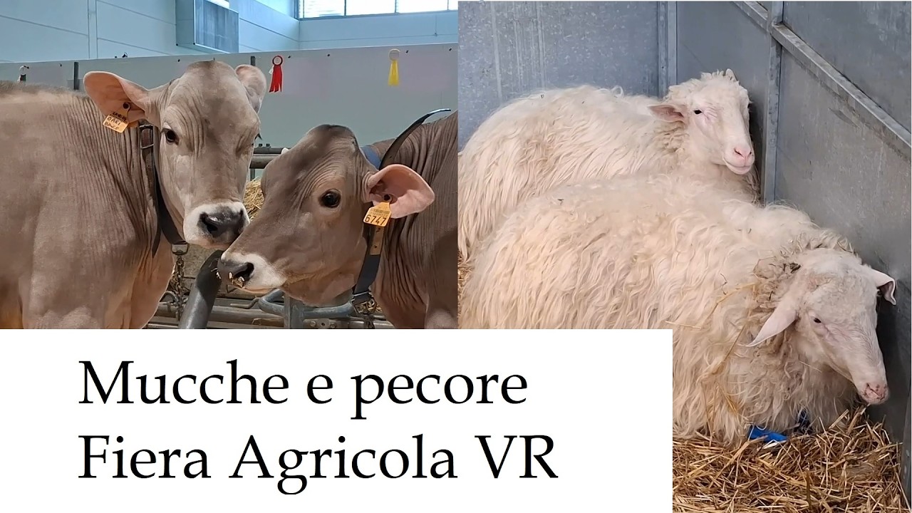 2026.02.06 Fiera Agricola Verona: clip Mucche con Vitellini, Pecore