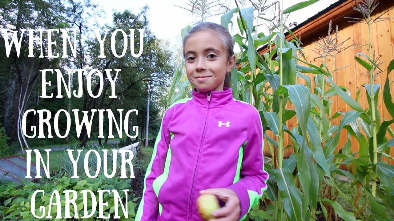 Growing 6 feet TALL CORN How we Stopped our Blossom End Rot~and so Much more~Modern Steader Update