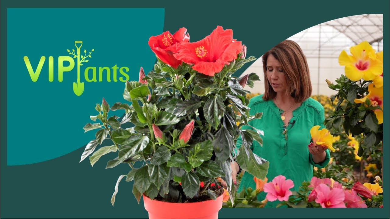 VIPlants: Hibiscus sp.