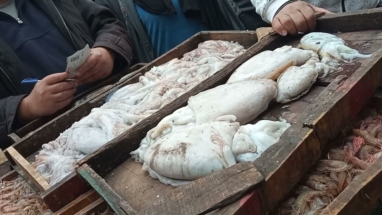 حلقه اسماك المعديه السيد ابو فريده 01285883615