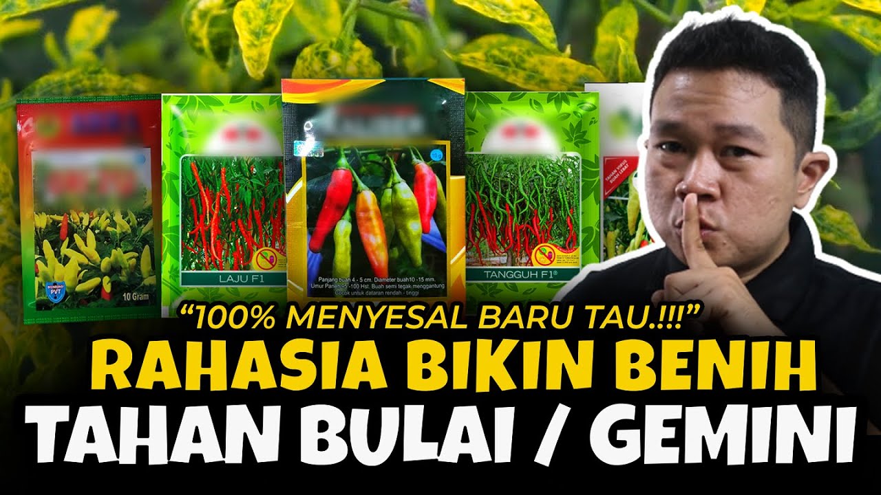 100% MENYESAL BARU TAU.❗❗❗ RAHASIA BIKIN BENIH TAHAN BULAI / VIRUS GEMINI | Tanaman Subur & Lebat