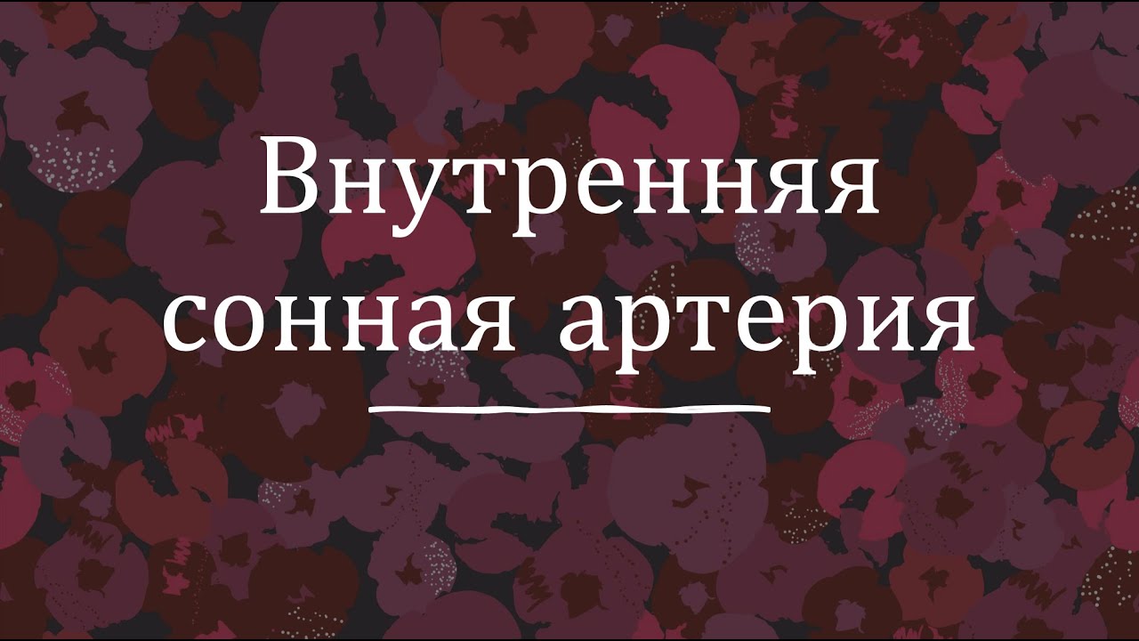 Внутренняя сонная артерия - анатомия сердечно-сосудистой системы (ССС)