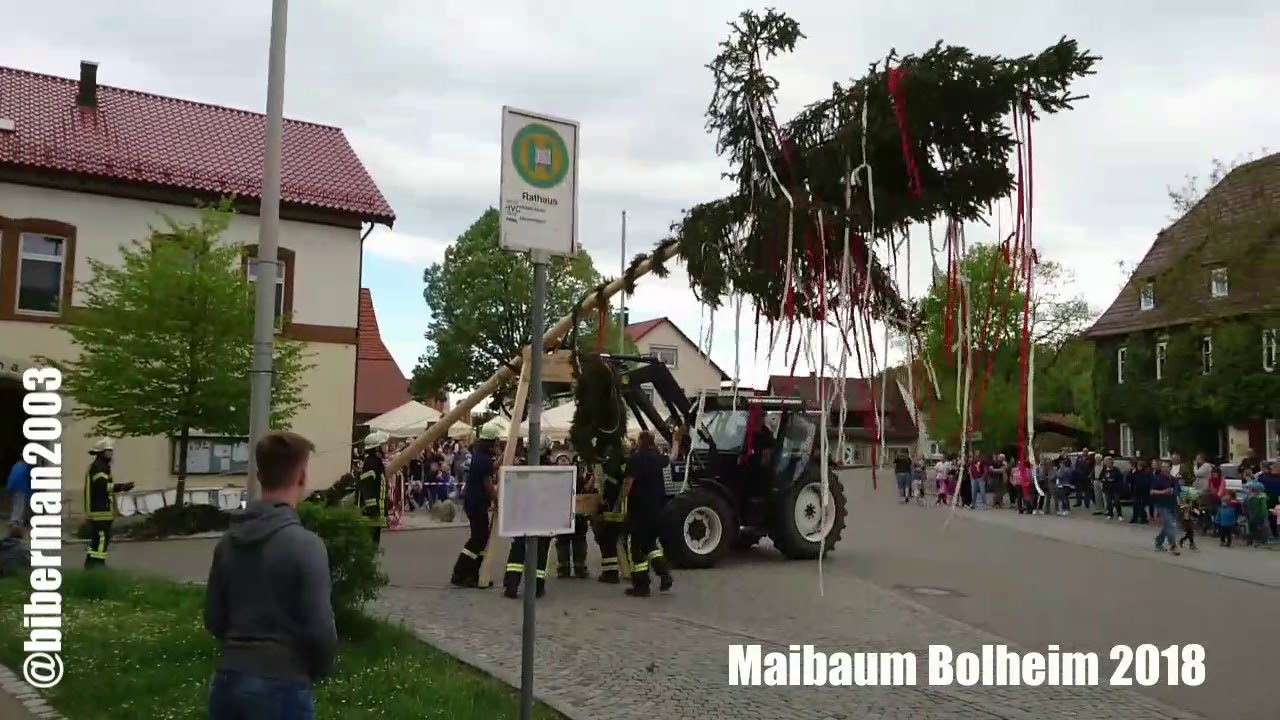 Maibaum Aufstellung Bolheim 2018