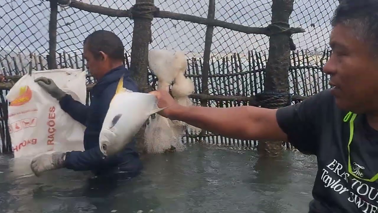 Hoje na pesca do curral no baixo grande em Paracuru tinha um xaréu que deu 7 kg 🐳🐟