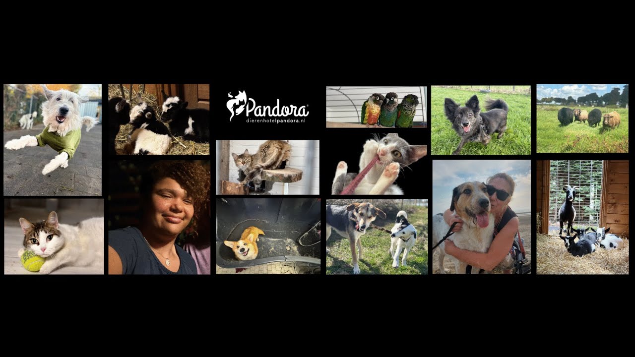 Dierenhotel Pandora Dreamteam 😻 | Van Hondenknuffels tot Geitenpret