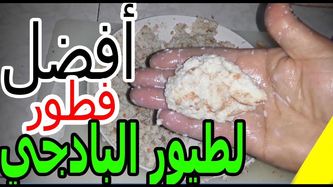 طريقتي في تحضير الخبز منقوع بالحليب -  الطريقة الأولى - How To Make Bread with milk for budgie birds