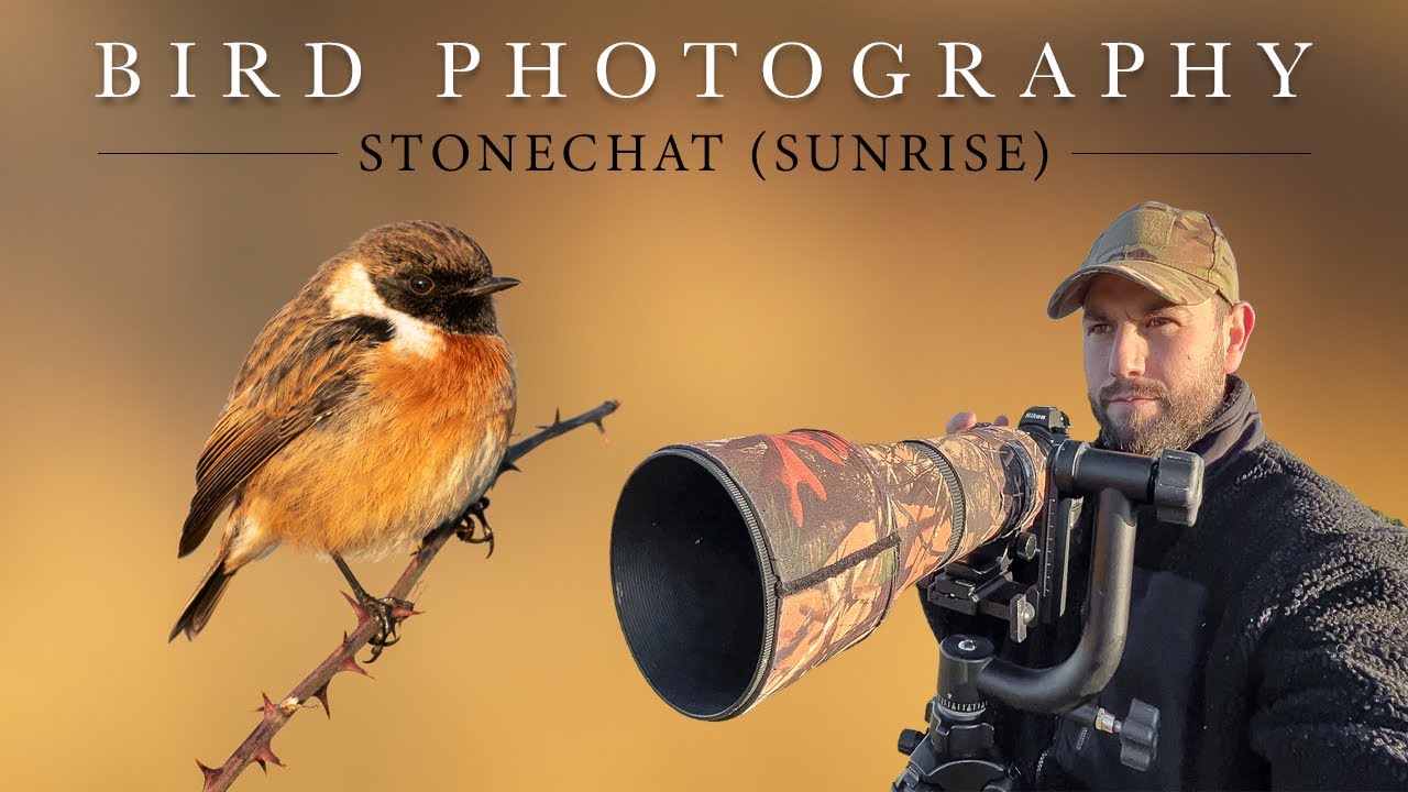 Bird Photography at Sunrise (Irish Wildlife) - Stonechat ***