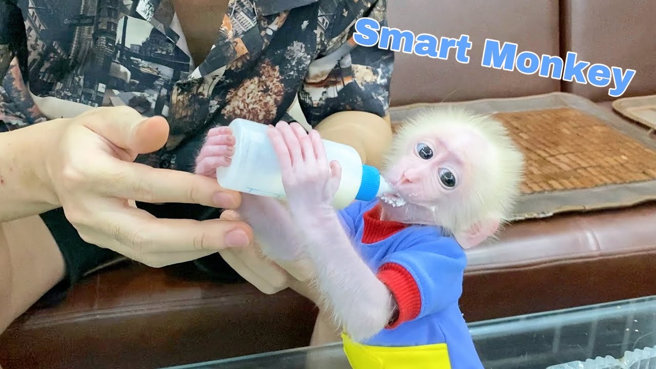 Dad takes care of and teaches the baby monkey how to hold a milk bottle