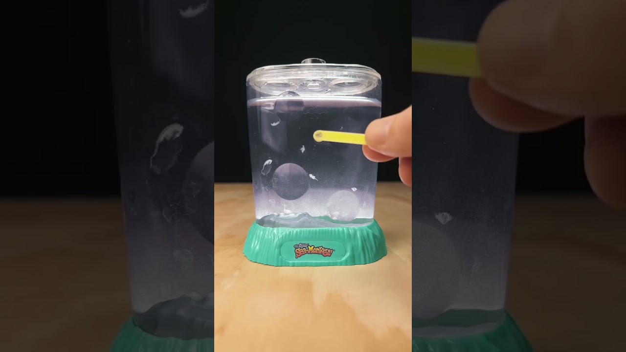 Sea-Monkeys Cupid&rsquo;s Arrow