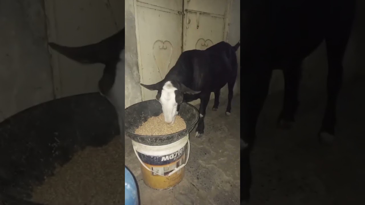 Big Size Tedda Bakra 🐐🔥 #cow #animals #trending #shorts #viralvideo #bakraeid #qurbani #goat