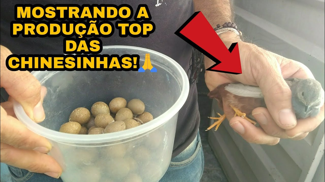 VEJA COMO LUCRAR COM AS CODORNAS CHINESAS 💰💰