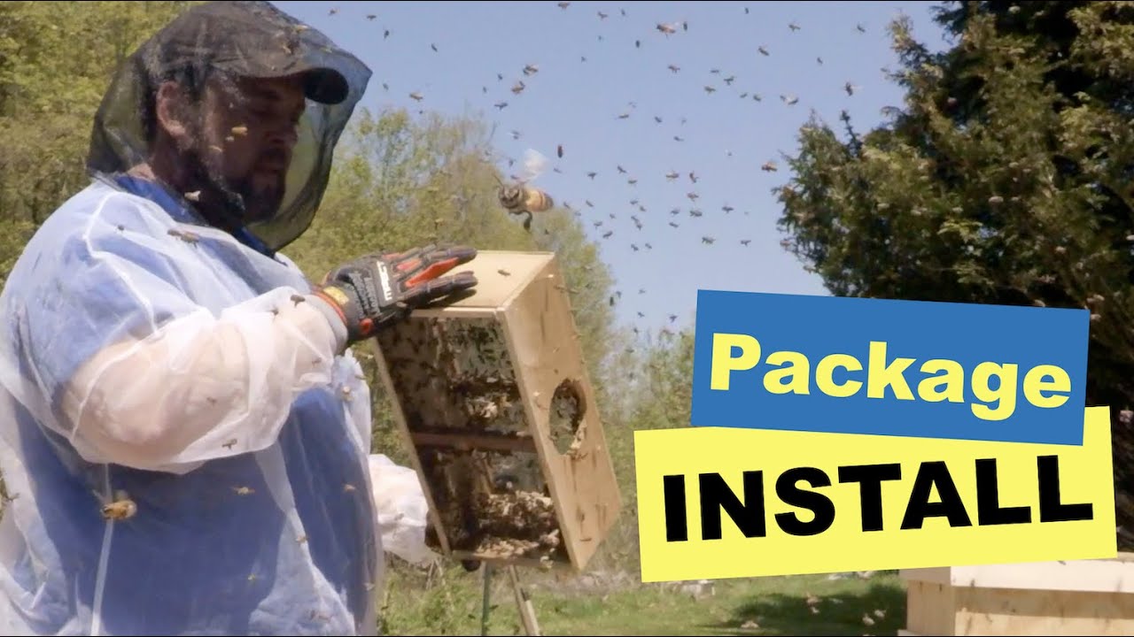 Installing a package of bees on Layens Frames!
