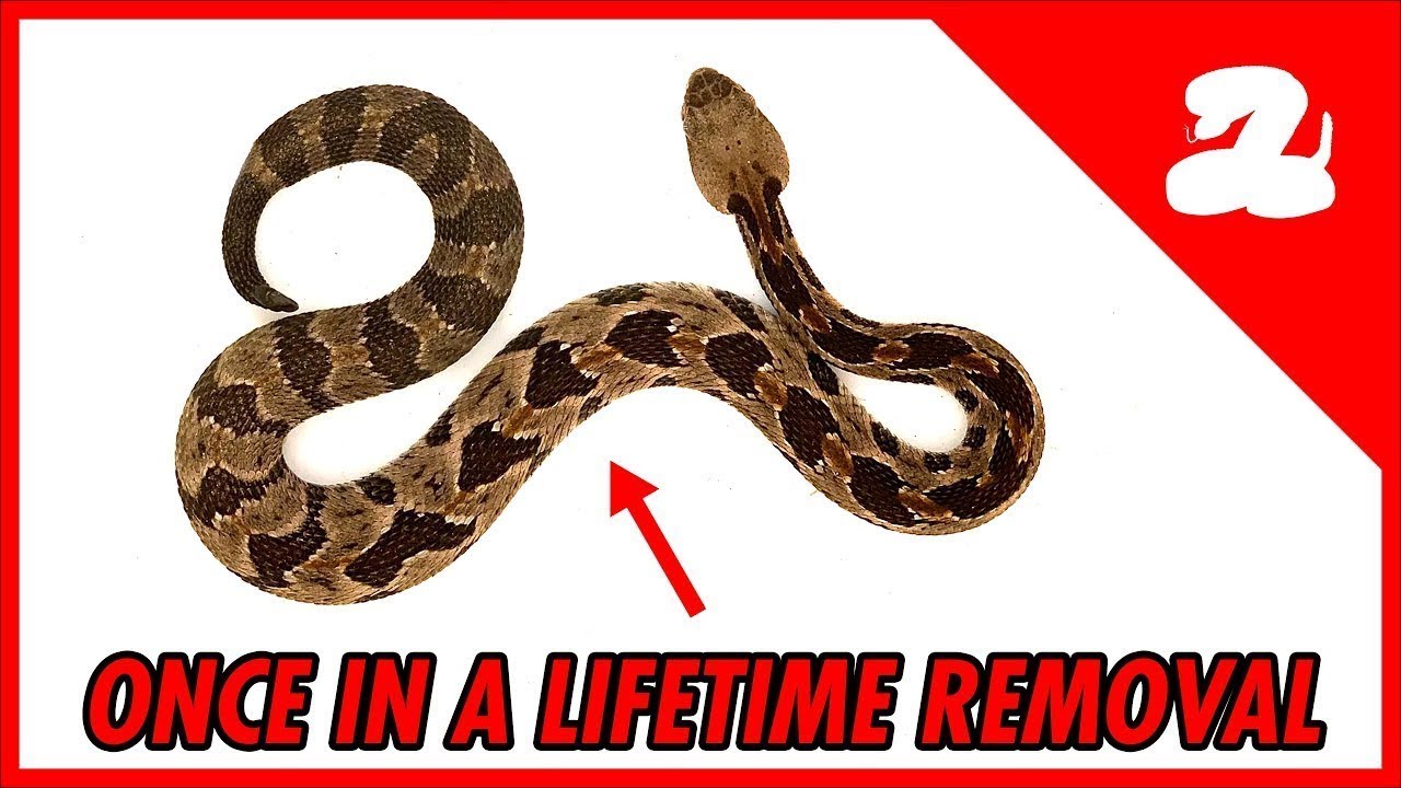 Timber Rattlesnakes don't live in Arizona ... so why did we just get a call for one?