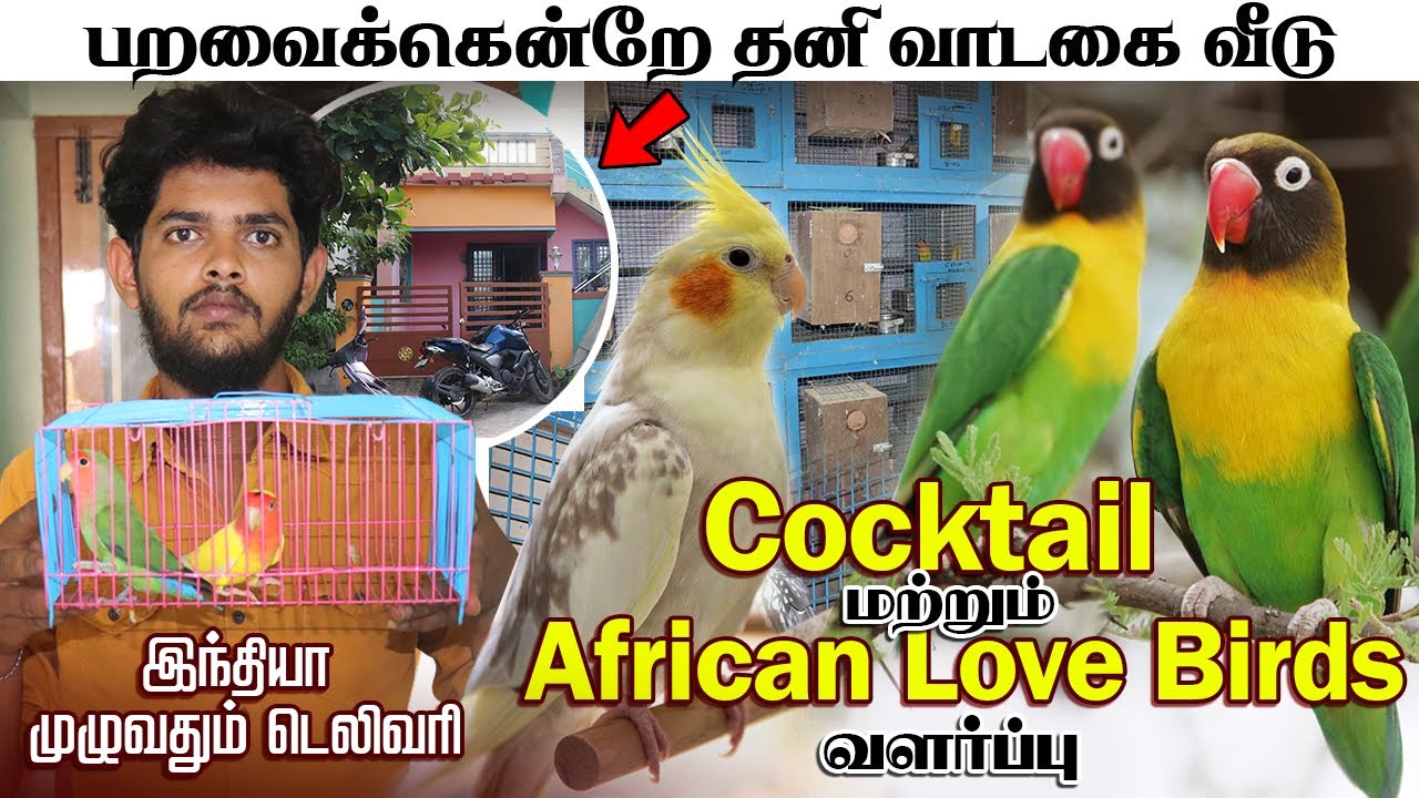 பறவைக்கென்றே வாடகை வீடு எடுத்து Cocktail மற்றும் African love Birds வளர்த்து இலாபம் ஈட்டும் இளைஞர்