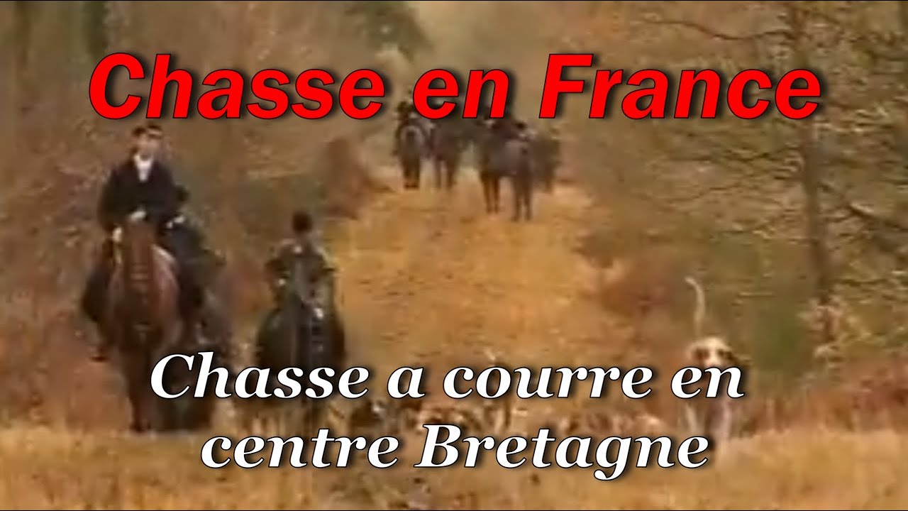 Chasse en France : Chasse a courre en centre Bretagne