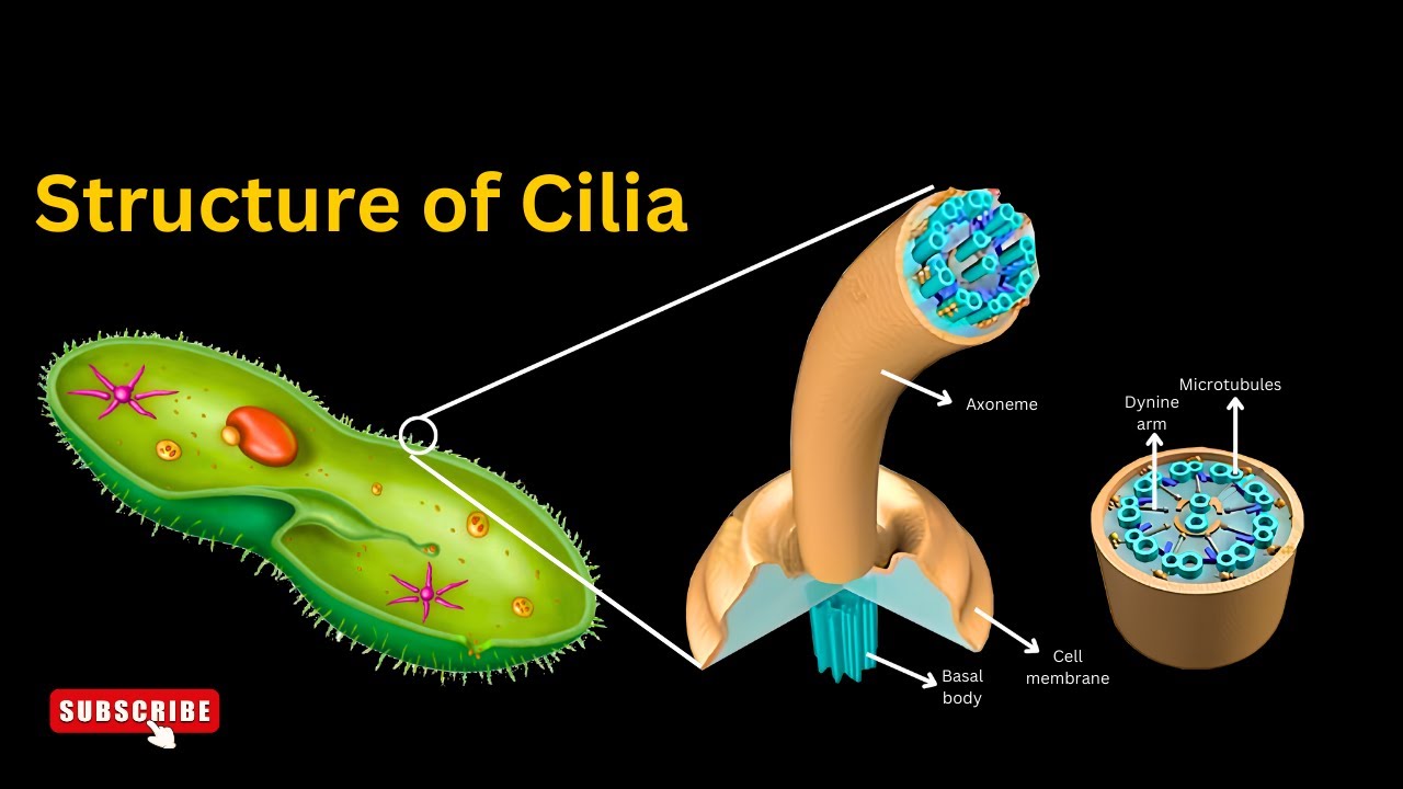 Cilia structure and functions EXPLAINED, Unveiling the Marvels of Cilia, Cilia structure histology