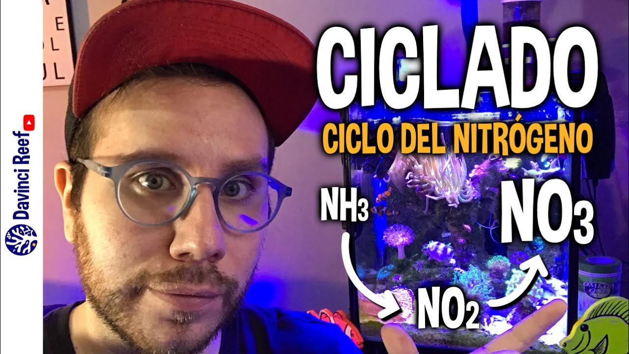Ciclado del Acuario Marino - Ciclo de nitrógeno, que son los amoniacos, nitratos y nitritos.