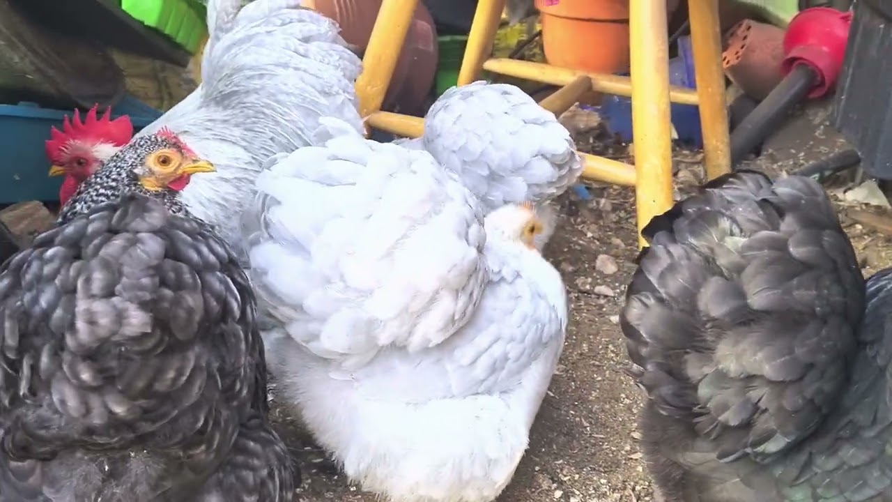 Pekin Bantams enjoying late Jan sunshine 🌞 ☀️