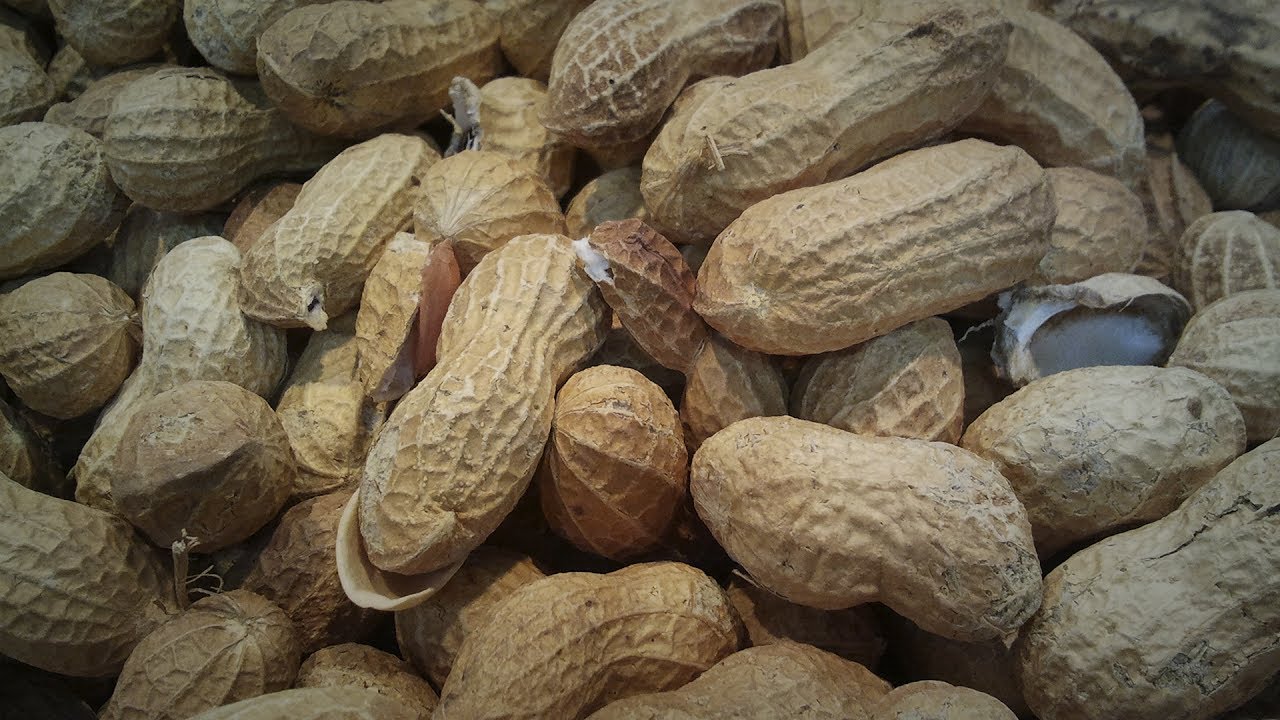 Producción de Cacahuate Cap 99