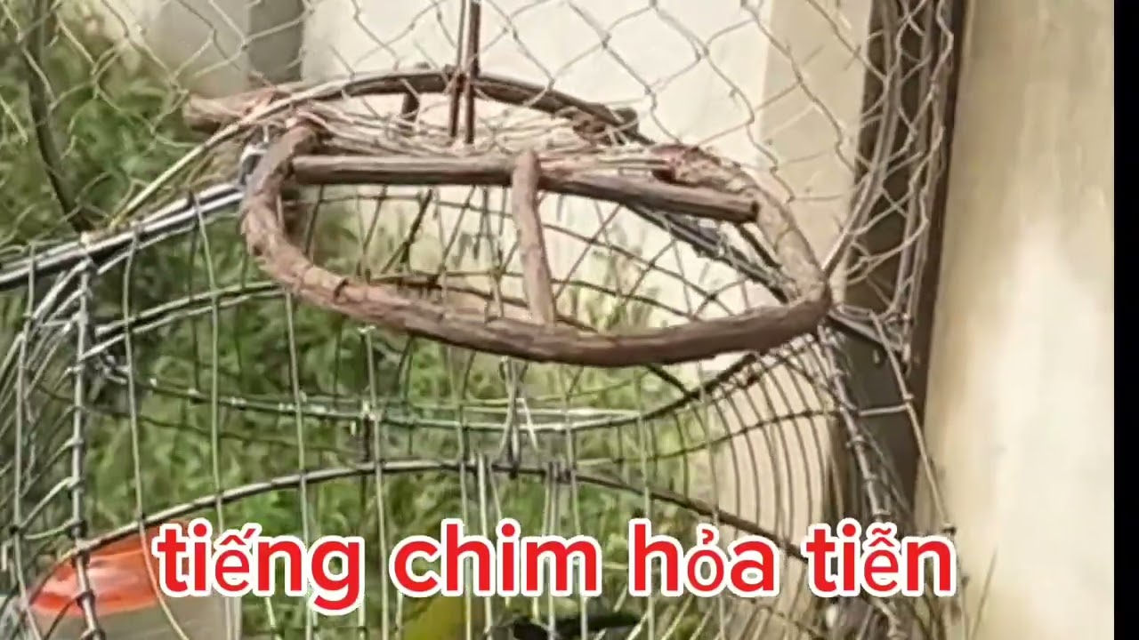 Tiếng chim hỏa tiễn mồi kích bổi 