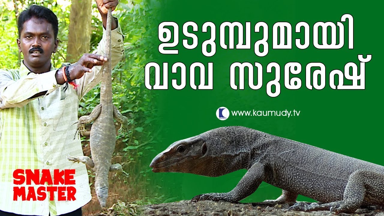 Vava Suresh with the lizard beast - Monitor Lizard | Snake Master | New Episode