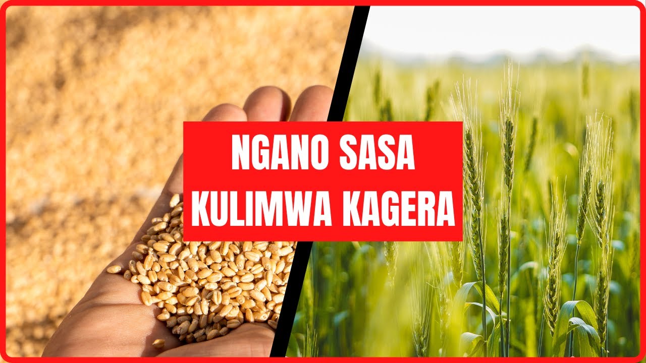 MKOA WA KAGERA KUANZA KULIMA NGANO