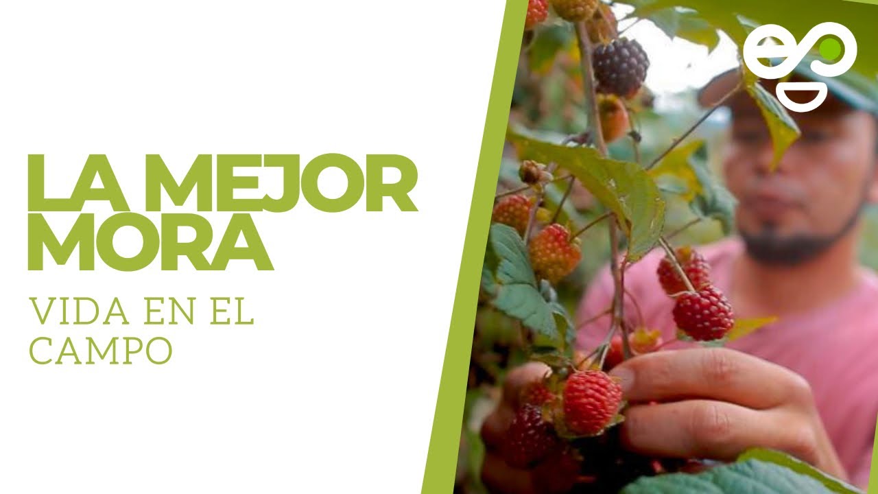 Cultivo de Mora - Vida en el Campo | Támesis TeVe