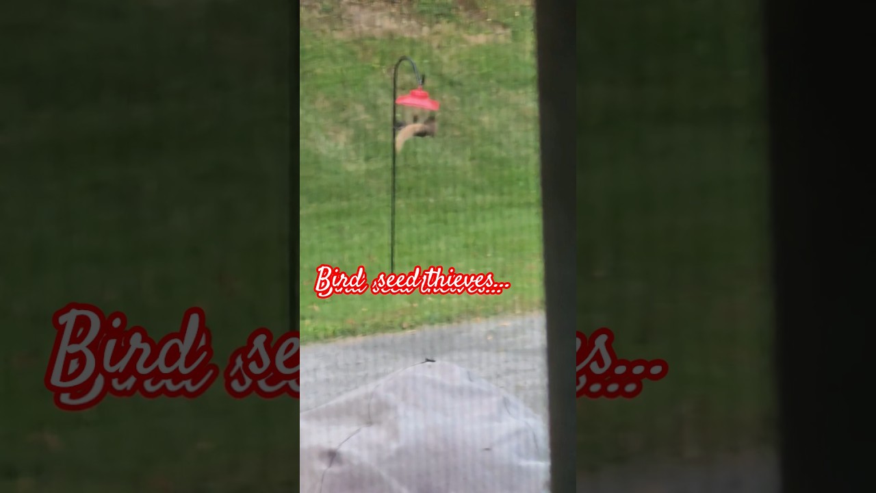 Bird seed thieves... #squirrel #birds #animalshorts #wildlife #fbshorts #birdseed #funny #birdfeed