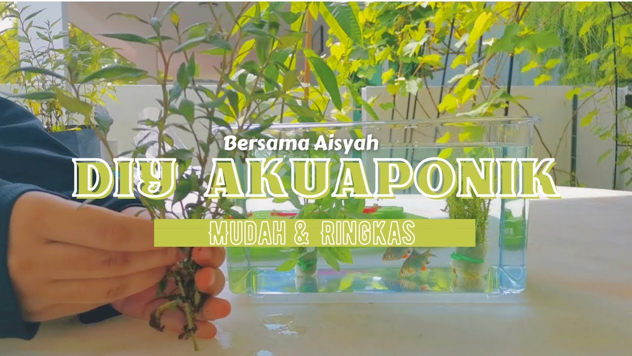 ENG | DIY AKUAPONIK RBT TINGKATAN 2