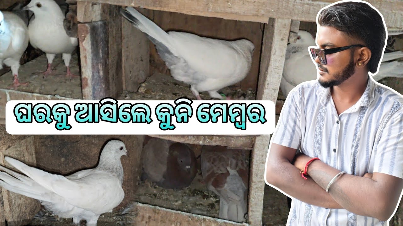 ଘରକୁ ଆସିଲେ କୁନି ମେମ୍ବର 😍||HIGH FLYER PIGEON||ନାଲା ପାରା ର ଛୁଆ ହେଲା😘