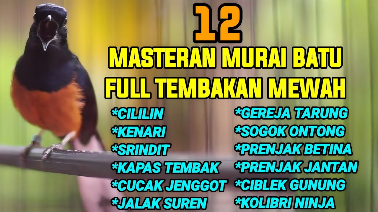 12 TEMBAKAN MURAI BATU FULL ISIAN MEWAH YANG DISUKAI JURI 100% AMPUH BUAT MASTERAN