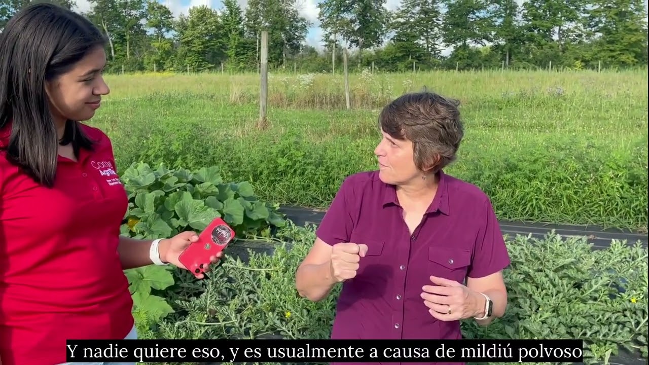 Vegetable Pests and Diseases: Powdery mildew