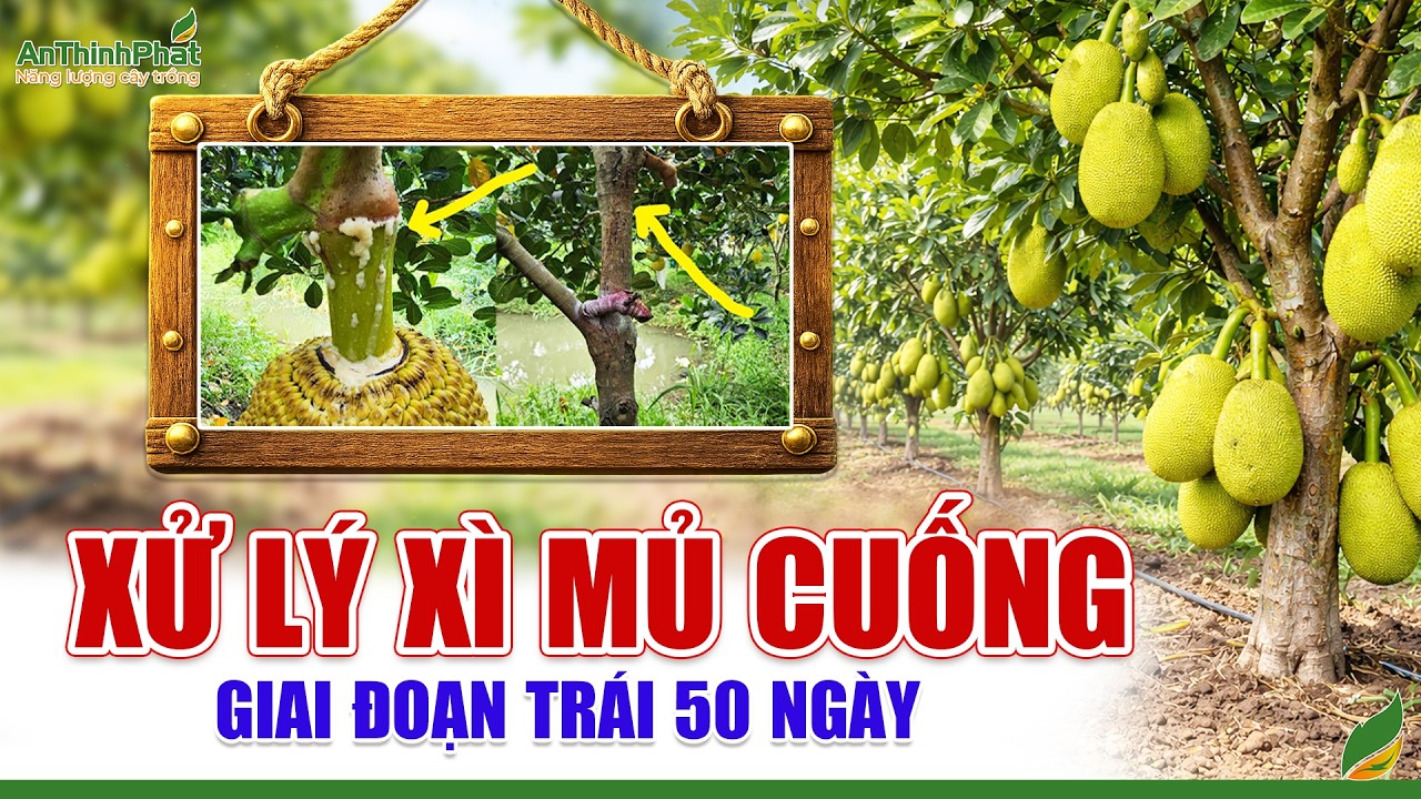 Xử Lý Xì Mủ Cuống - Giai Đoạn Trái 50 Ngày | An Thịnh Phát