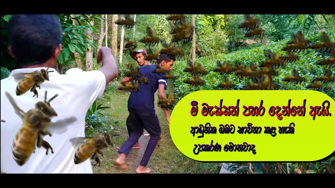 මී මැස්සන් පහර දෙන්නේ ඇයි/ආධුනික ඔබ නැරඹය යුතුම කතාවක්/ආරක්ෂිත උපකරණ / Why do bees attack?/Equipment