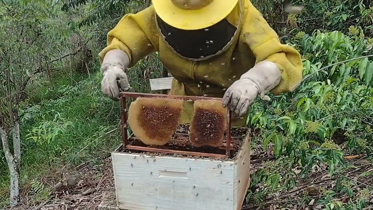 🐝 Divisão de enxames para enisiantes 