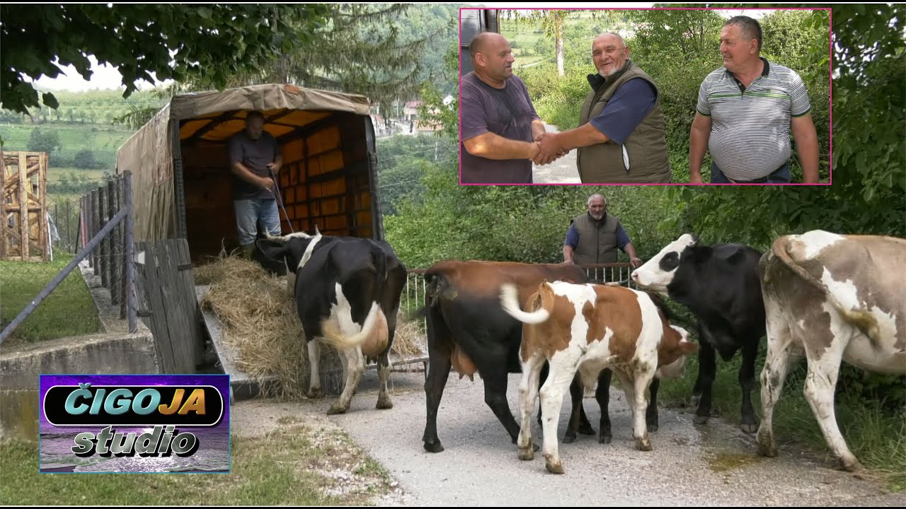 - PAZARILI SEDMERO GOVEDA NA OBOSTRANO ZADOVOLJSTVO, KOTOR 2024